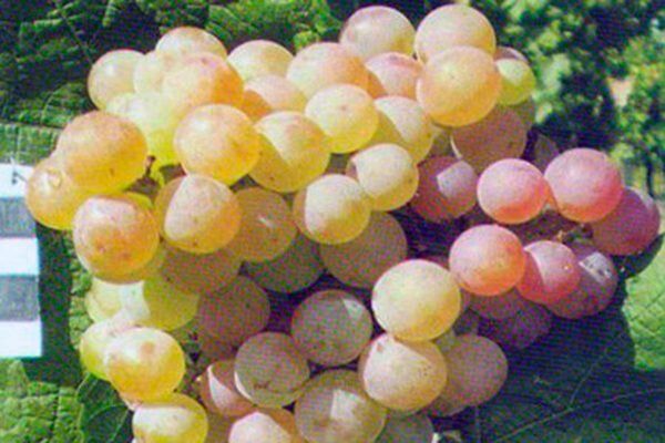 Как получить до 16 тонн с гектара: простой секрет сорта «Ароматный»