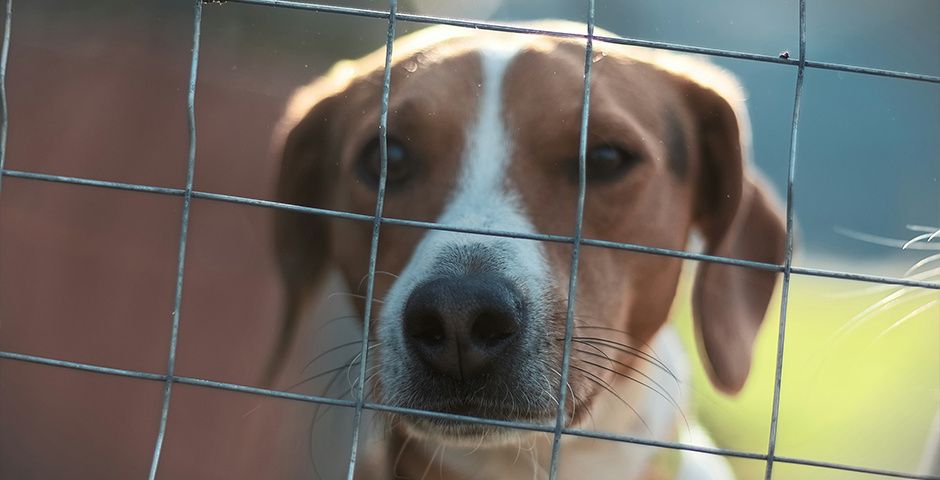 ���������� �����������: ��� ����� � ����������� �������� ����� �������� ����� �������� � ������