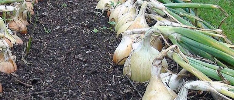 ��� ��������� ������� ���: ������ � �������