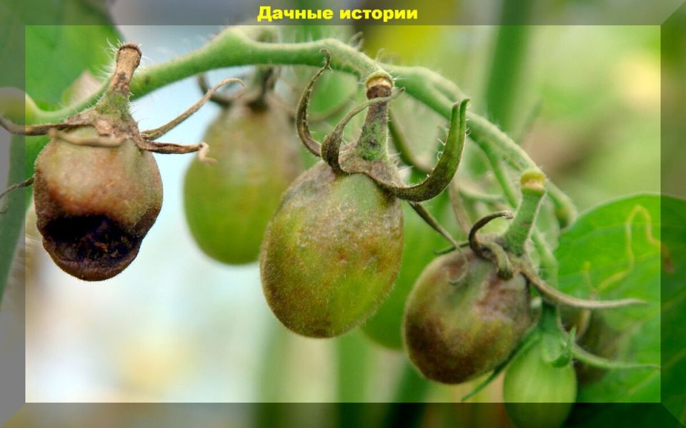 ��� �������� ������ �� ���������: �������� ������ ��� ���������