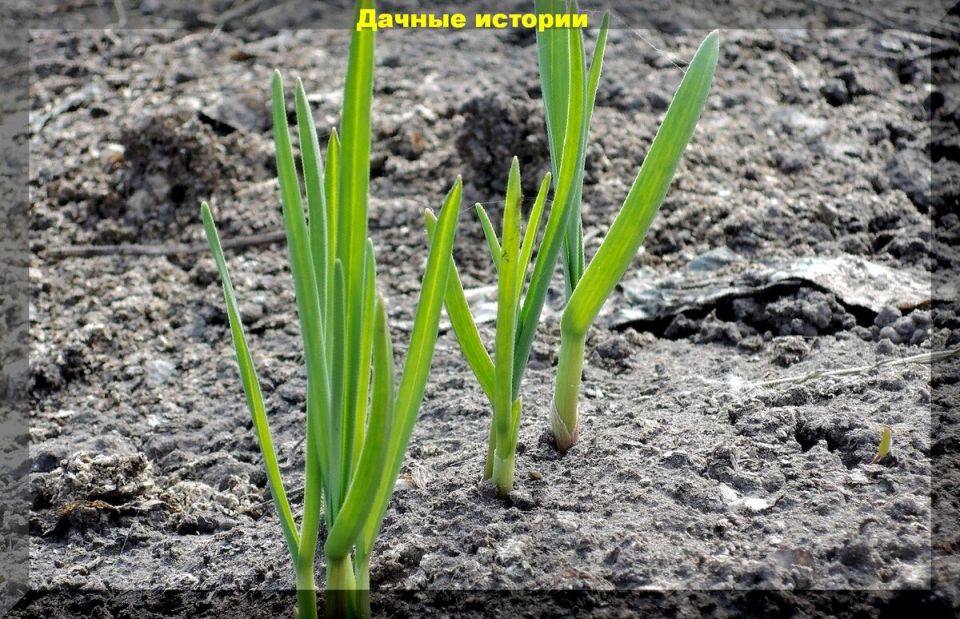 Как спасти осенний чеснок: удивительные советы для садоводов