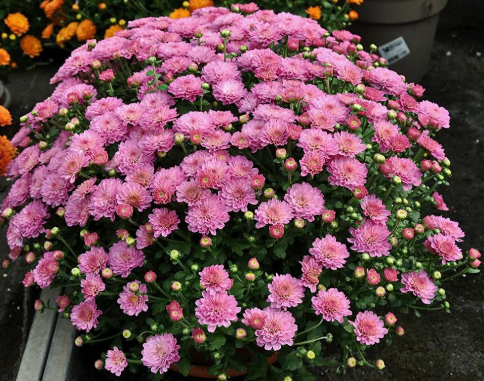 ��� ��������� ���������� ����������� �� �����