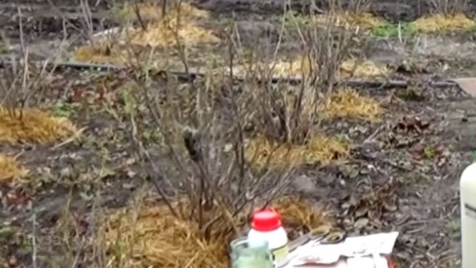 ����������� ��������� � ��������� � �������: ������ �� ����������� ���������