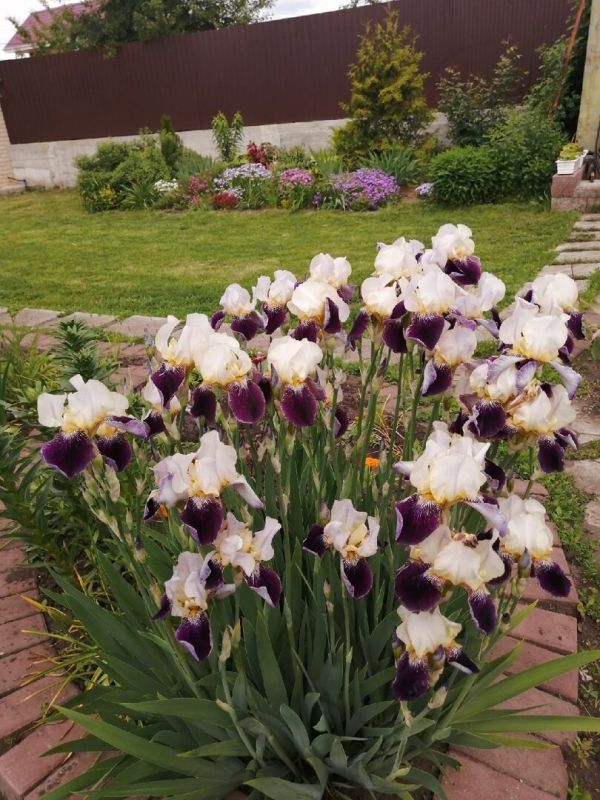 ������� ����, ������� ������ �� ����