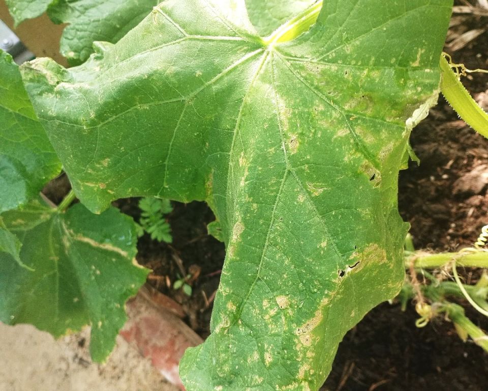 Серые пятна на огурцах: что делать при альтернариозе