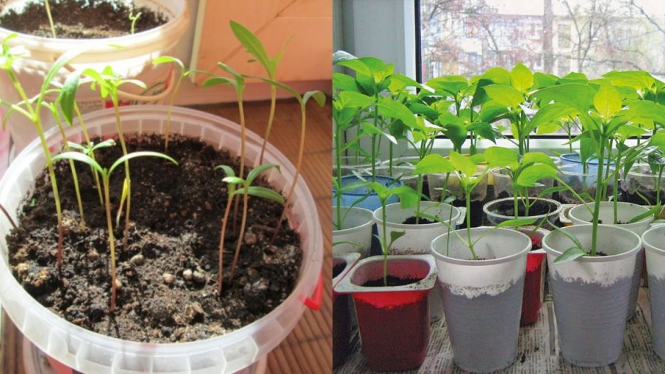 Как правильно высаживать перцы: от рассады до крепких растений