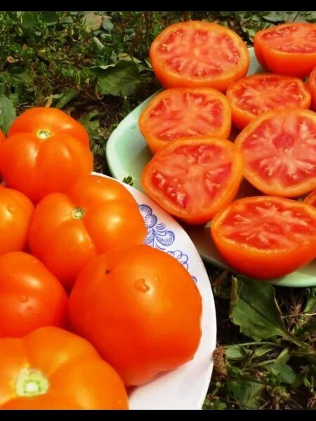 Томаты Златова: как вырастить яркие плоды с отличным вкусом в вашем саду