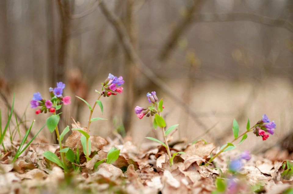 Польза медуницы: от цветения до лечения