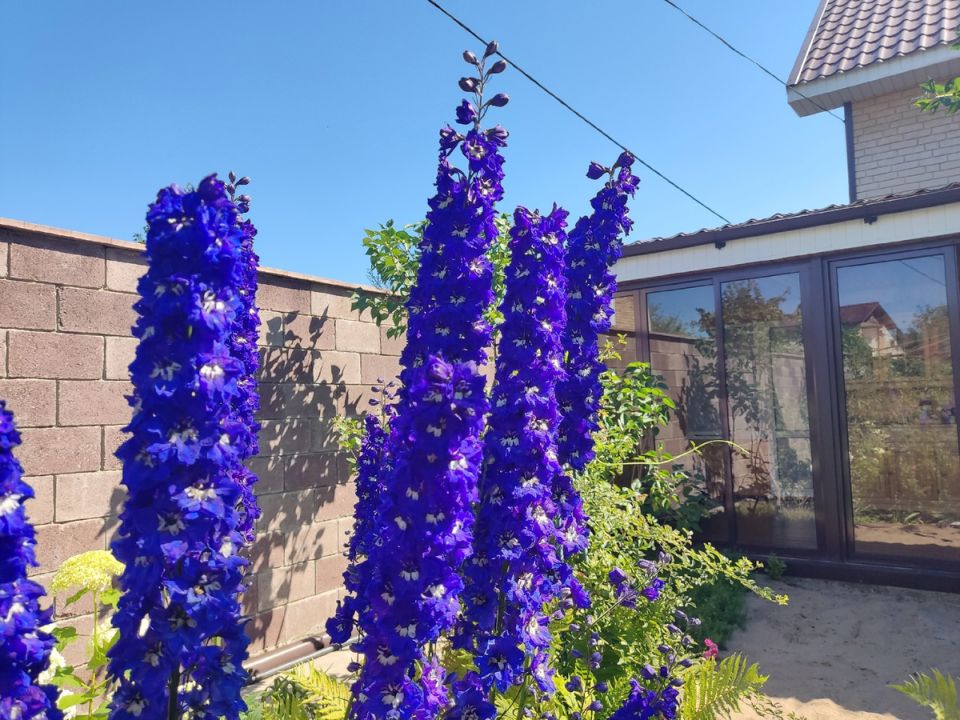 ����� �� �������� ������� �������� �������� � �����������?