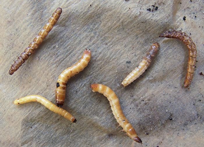 �������� �������� ������ �������������: �������� ��� �����������